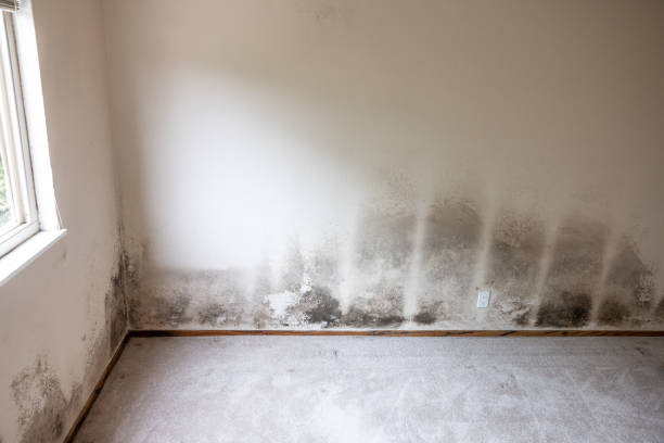 Asbestos and Lead Testing During Mold Inspection in Arvin, CA
